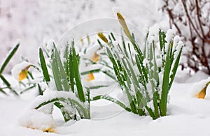 Daffodils in snow