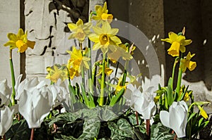 Daffodils and cyclamen in blook