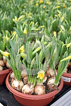 Daffodils daffs