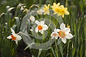 Daffodils of different types bloom in the spring in the garden. Beautiful flowers - white daffodils with an orange stamen and