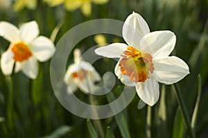 Daffodils of different types bloom in the spring in the garden. Beautiful flowers - white daffodils with an orange stamen and