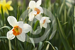 Daffodils of different types bloom in the spring in the garden. Beautiful flowers - white daffodils with an orange stamen and