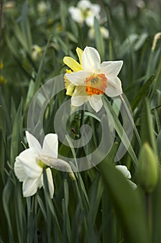 Daffodils of different types bloom in the spring in the garden. Beautiful flowers - white daffodils with an orange stamen and