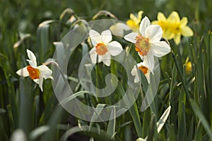 Daffodils of different types bloom in the spring in the garden. Beautiful flowers - white daffodils with an orange stamen and