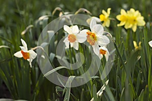 Daffodils of different types bloom in the spring in the garden. Beautiful flowers - white daffodils with an orange stamen and