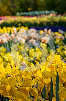 Daffodils on display at Keukenhof Gardens, Lisse, South Holland. Photographed on a sunny spring day.