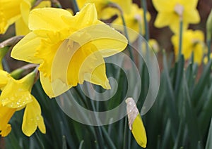 Daffodils `Dutch Master` photo