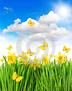 Daffodils easter flowers green grass. Spring landscape