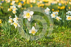 Daffodils at Easter time on a meadow. Yellow white flowers shine against the grass