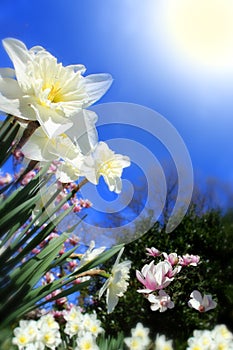 Daffodils facing sun. photo