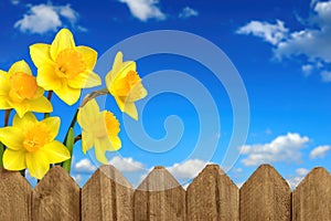 Daffodils, fence and blue sky