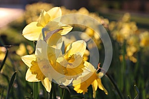 Daffodils field holland