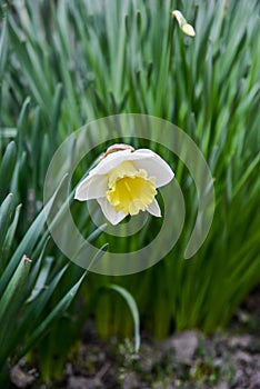 Yellow daffodils flower beds, first spring flowers in the garden photo