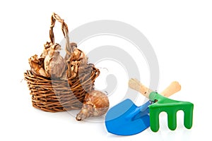 Daffodils flower bulbs