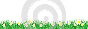 Daffodils flower isolated banner