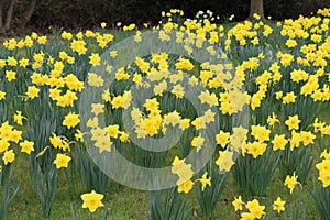Daffodils in Flower photo