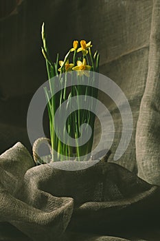 Daffodils in a flower pot. Spring greeting card retro style