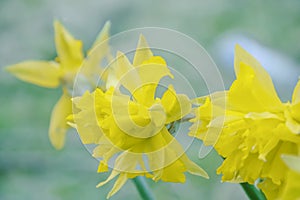 Daffodils flower in spring,british springtime flowers.Nature abstract