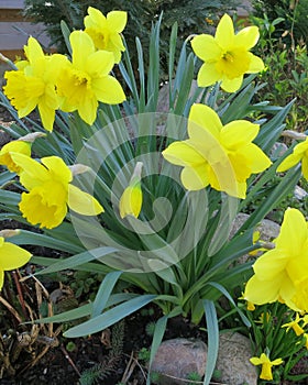 Daffodils in flowerbed during Easter time