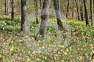 Daffodils flowering in Via Botanica, Lellingen, Luxembourg