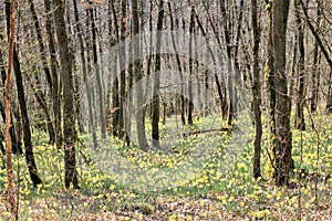 Daffodils flowering in Via Botanica, Lellingen, Luxembourg