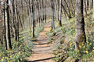 Daffodils flowering in Via Botanica, Lellingen, Luxembourg