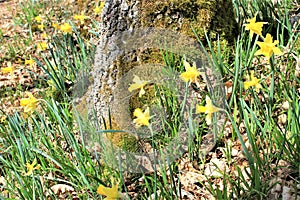 Daffodils flowering in Via Botanica, Lellingen, Luxembourg