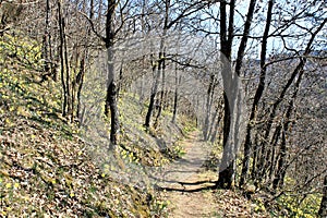 Daffodils flowering in Via Botanica, Lellingen, Luxembourg photo