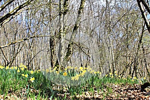 Daffodils flowering in Via Botanica, Lellingen, Luxembourg photo
