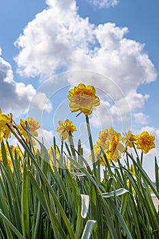 Daffodils flowers against blue sky