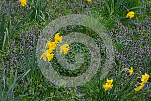 Daffodils Flowers Closeup, Yellow Narcissus, Early Spring Flowers with Selective Focus, Macro Photo Tulip Petals