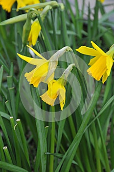 DAFFODILS FLOWERS IN COPENHAGEN DENAMRK