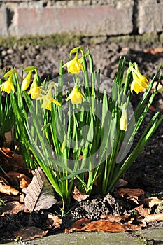 DAFFODILS FLOWERS IN COPENHAGEN DENAMRK