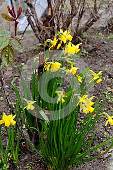 DAFFODILS FLOWERS COVERED WITH RAIN DROPS  RPINGS IN DENMARK