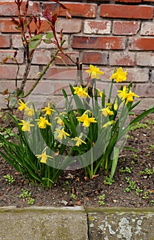 DAFFODILS FLOWERS COVERED WITH RAIN DROPS  RPINGS IN DENMARK