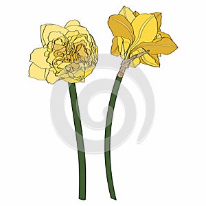 Daffodils flowers drawing. Hand drawn floral set. Botanical black ink sketch.