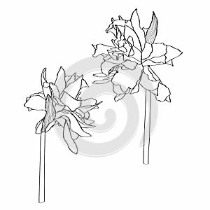 Daffodils flowers drawing. Hand drawn floral set. Botanical black ink sketch.