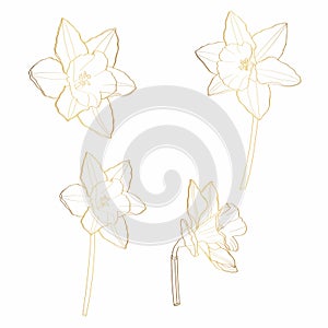 Daffodils flowers drawing. Hand drawn floral set. Botanical golden ink sketch.