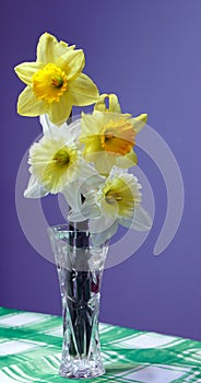 Daffodils flowers in glass flower vase on checkered tablecloth in early Spring
