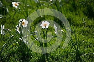 Daffodils flowers on the grass lawn. Sunny day