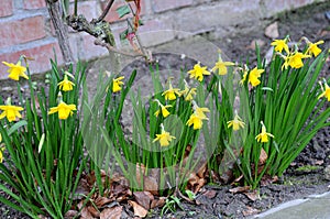 DAFFODILS FLOWERS IN KASTRUP DENMARK