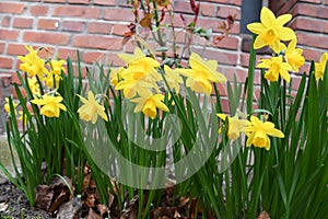 DAFFODILS FLOWERS IN KASTRUP DENMARK