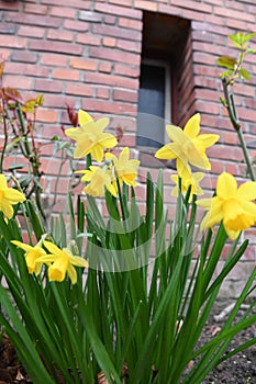 DAFFODILS FLOWERS IN KASTRUP DENMARK