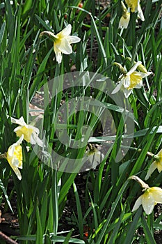 DAFFODILS FLOWERS IN KASTRUP DENMARK