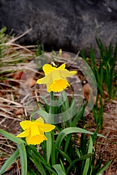 DAFFODILS FLOWERS SHOW RPINGS IN DENMARK