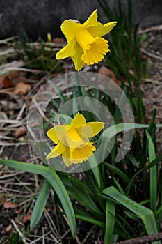 DAFFODILS FLOWERS SHOW RPINGS IN DENMARK