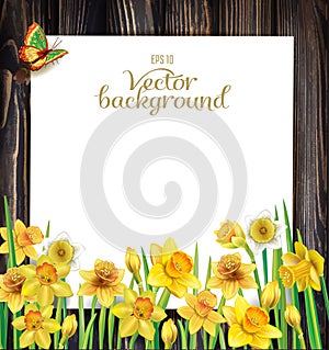 Daffodils flowers on the wooden background