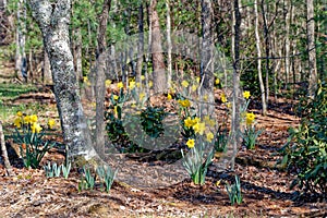 Daffodils in a forest