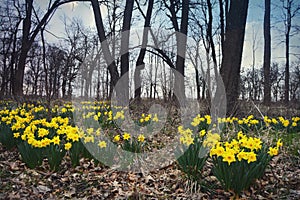 Daffodils in Forest