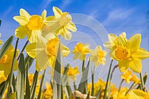 Daffodils in a garden photo